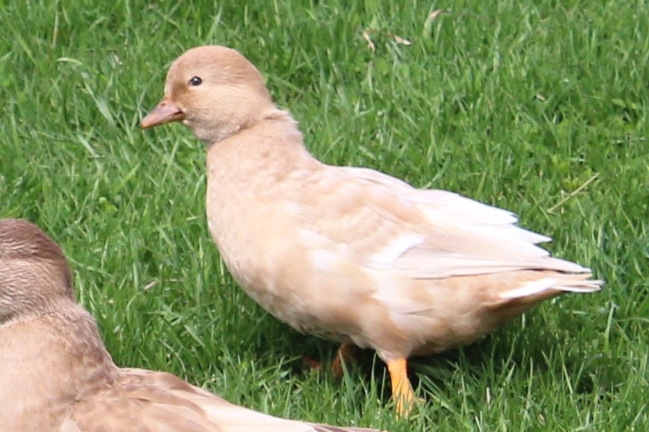 Call Ducks - Adorable, Miniature, Irresistible - Pampered Chicken Mama