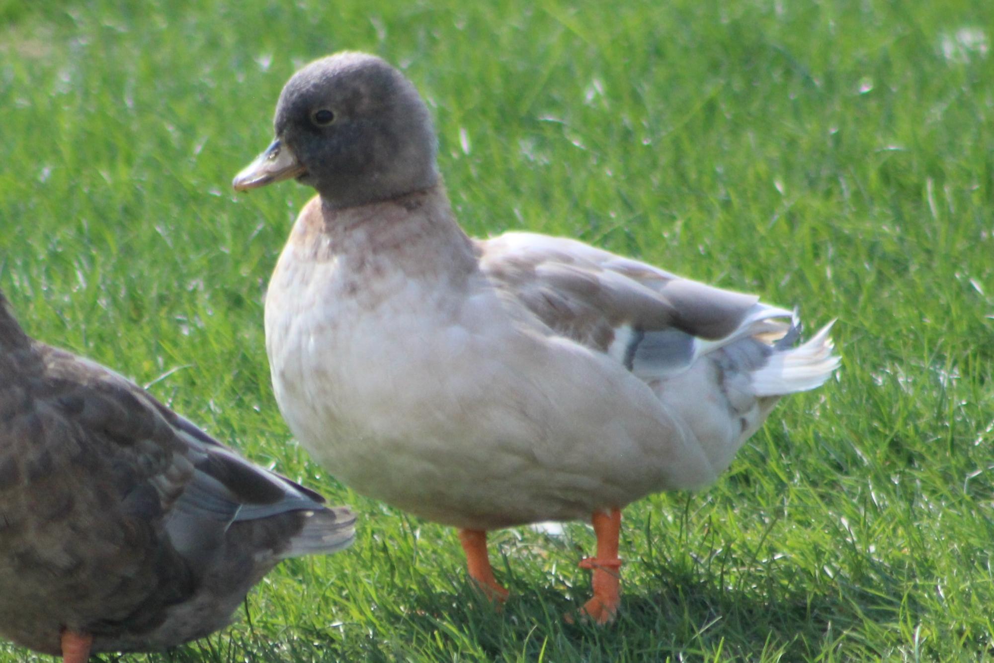 Call Ducks - Adorable, Miniature, Irresistible - Pampered Chicken Mama