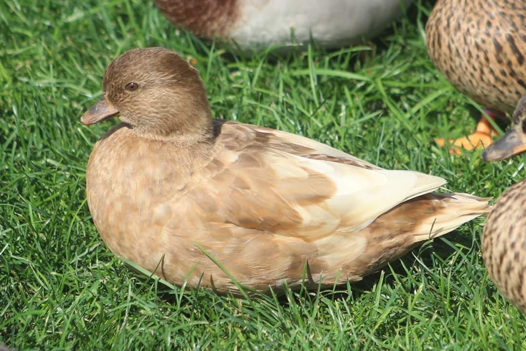 Call Ducks - Adorable, Miniature, Irresistible - Pampered Chicken Mama